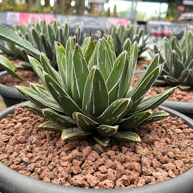 Agave victoriae-reginae