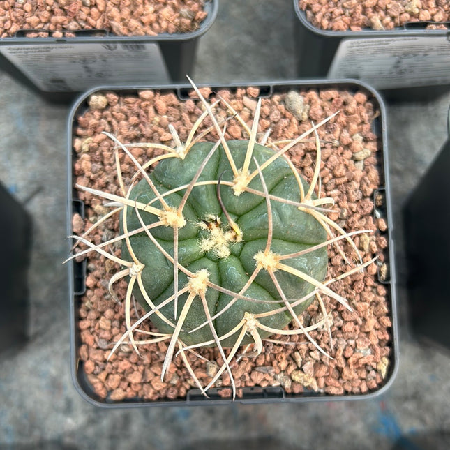 Gymnocalycium spegazzinii