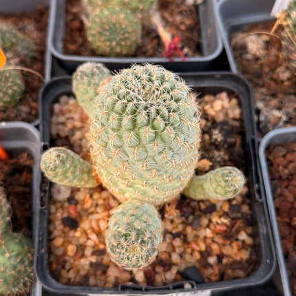 Aylostera pulvinosa