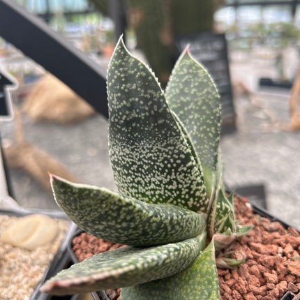 Gasteria brachyphylla