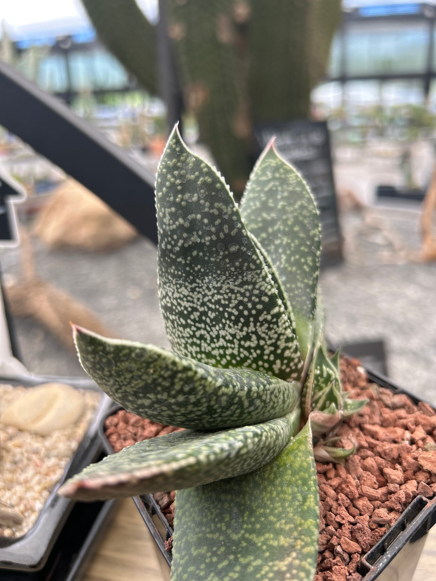 Gasteria brachyphylla