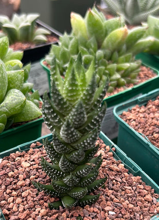 Haworthiopsis reinwardtii var. coarctata
