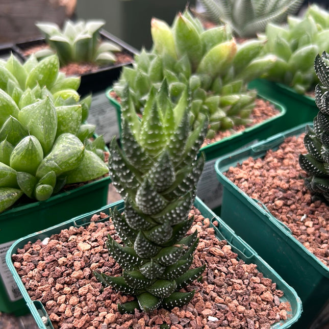 Haworthiopsis reinwardtii var. coarctata