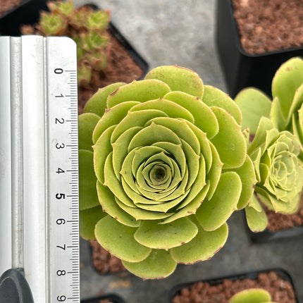 Aeonium canariense
