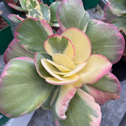 Kalanchoe luciae f variegada