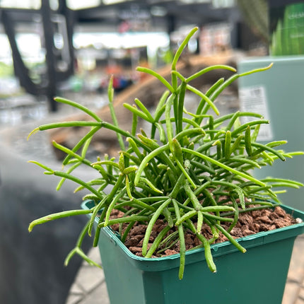 Rhipsalis baccifera