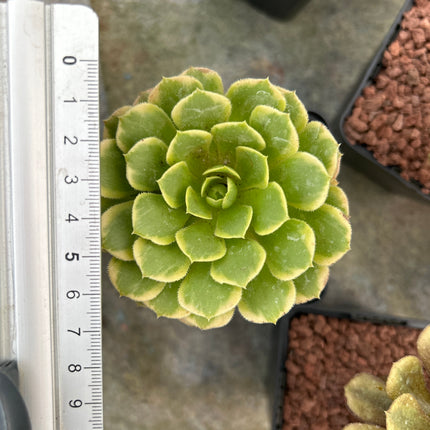 Aeonium 'Emerald Ice'