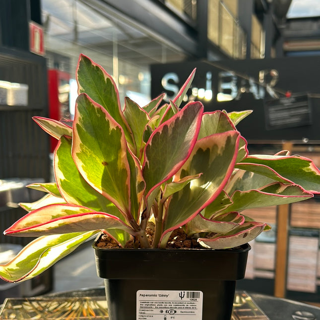 Peperomia ‘Ginny’