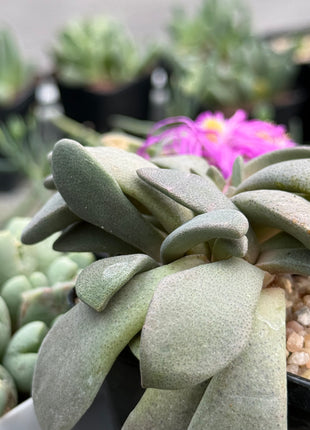 Aloinopsis spatulata