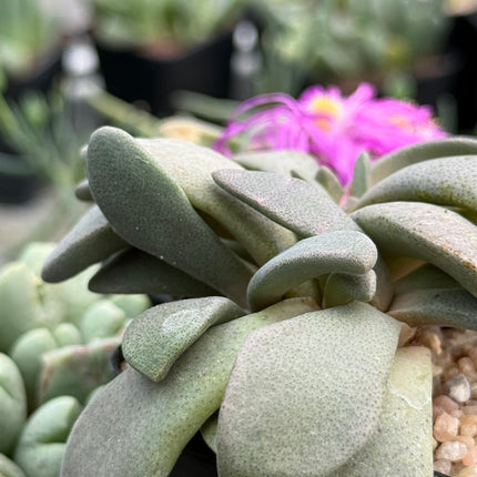 Aloinopsis spatulata