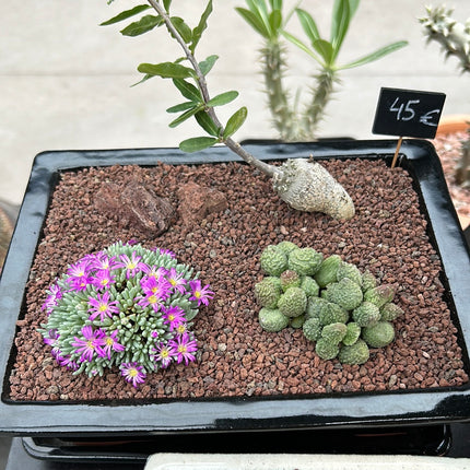 Zusammensetzung Aizoaceae + Fockea edulis