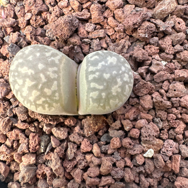 Lithops herrei C234