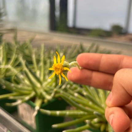 Senecio scaposus
