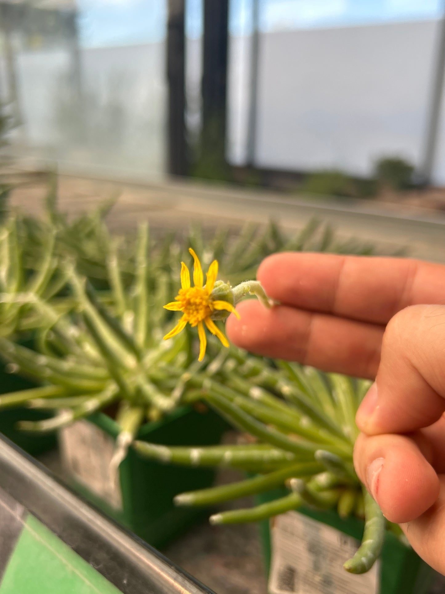 Senecio scaposus