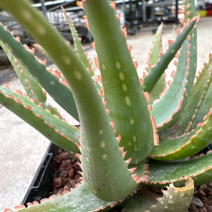 Aloe 'Sawbones' | Aloe híbrido de KZ- 2018.  Aloe huesos de sierra