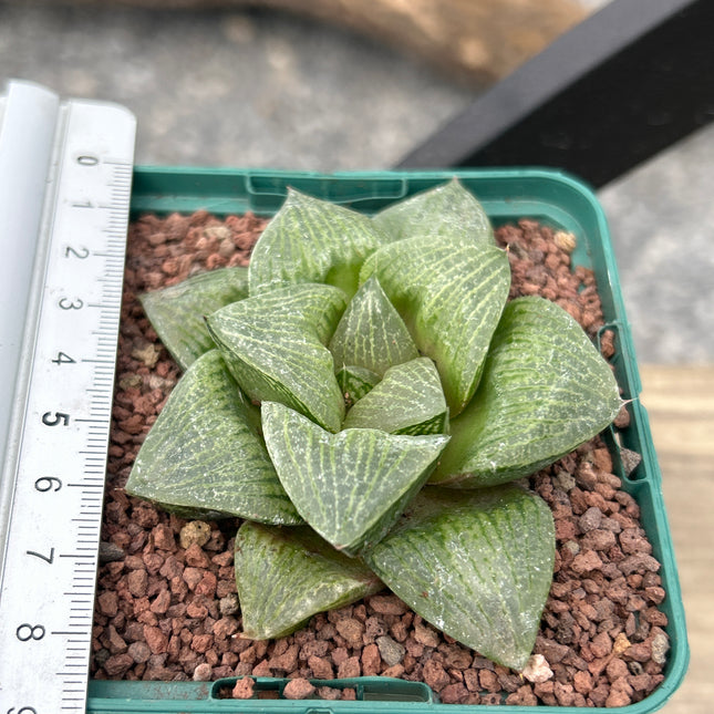 Haworthia picta var. comptoniana