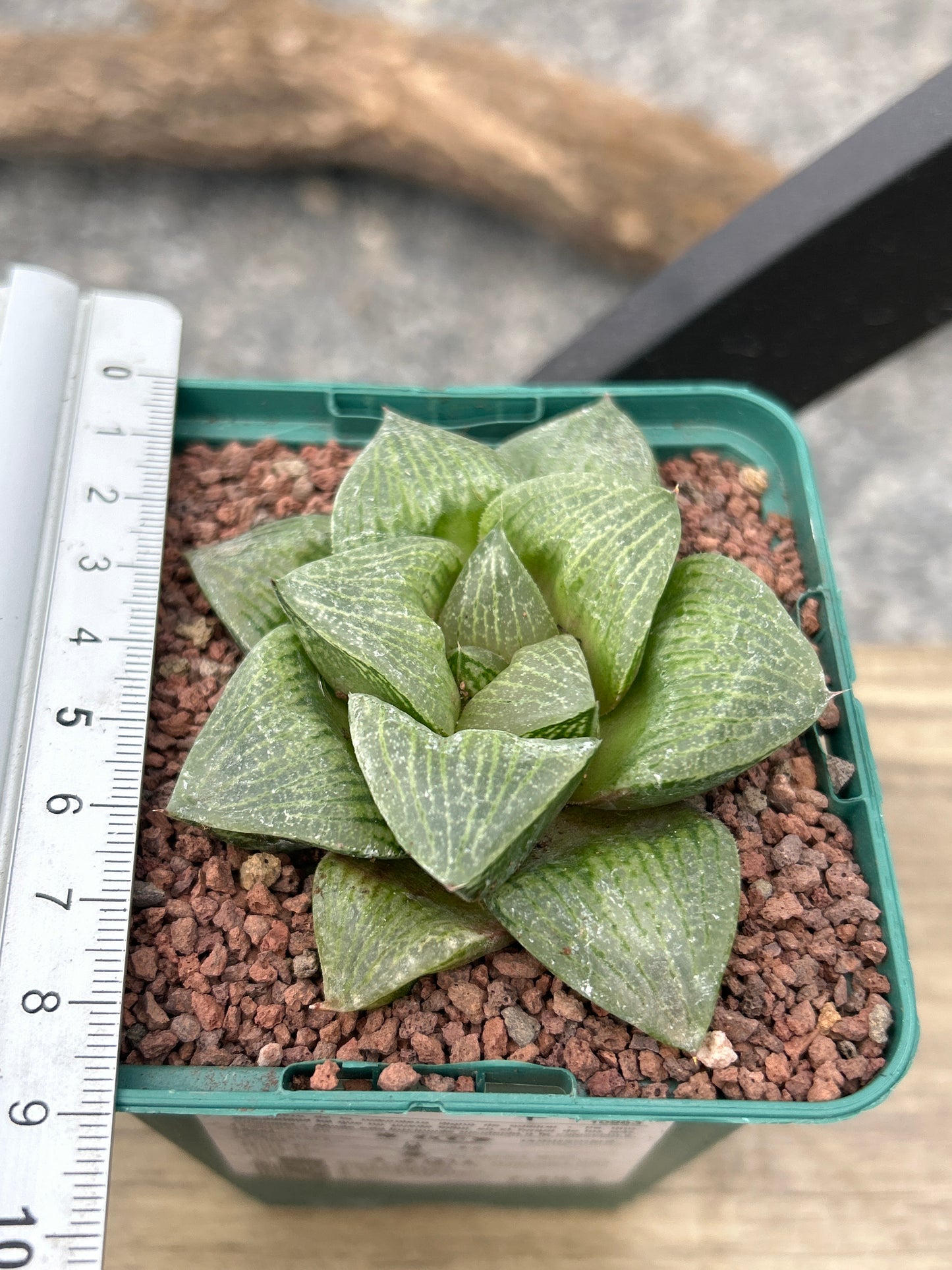 Haworthia picta var. comptoniana