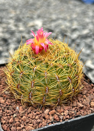 Peruvian Oroya