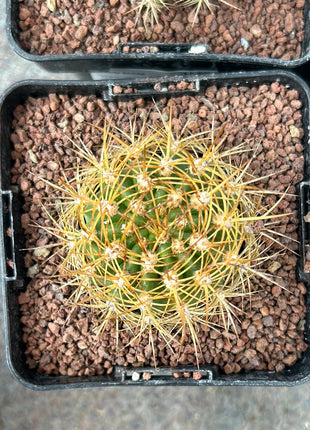 Lobivia (Echinopsis) bruchii