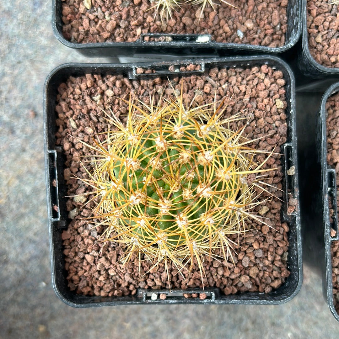 Lobivia (Echinopsis) bruchii