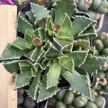 Faucaria felina subs. britteniae