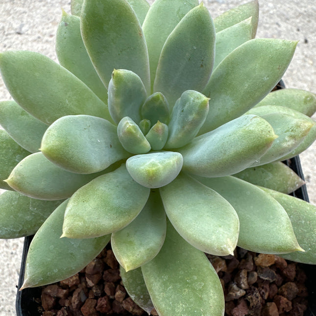 ×Pachyveria 'Roger Jones' | La roseta Australiana