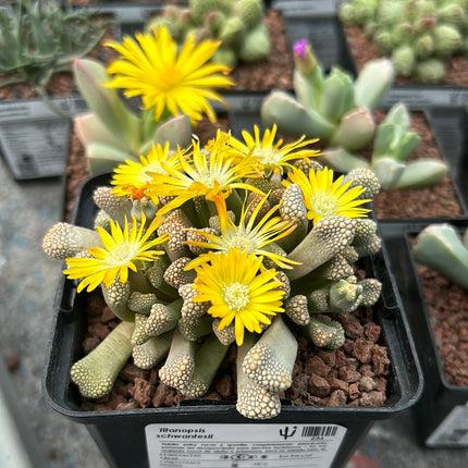 Titanopsis schwantesii