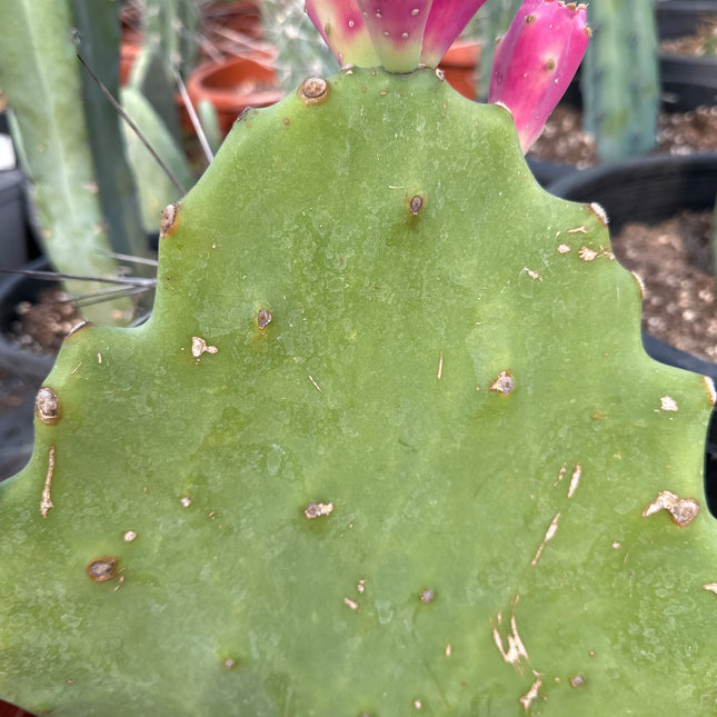 Crested Austrocylindropuntia vestita