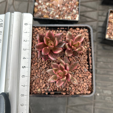 x Lenopetalum 'Chocolate and Strawberries'