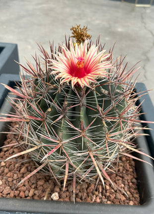 Ferocactus pilosus