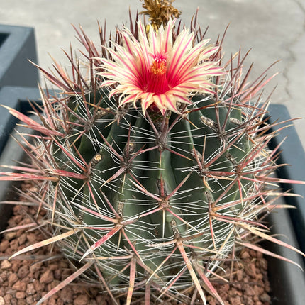 Ferocactus pilosus (Stainesii)