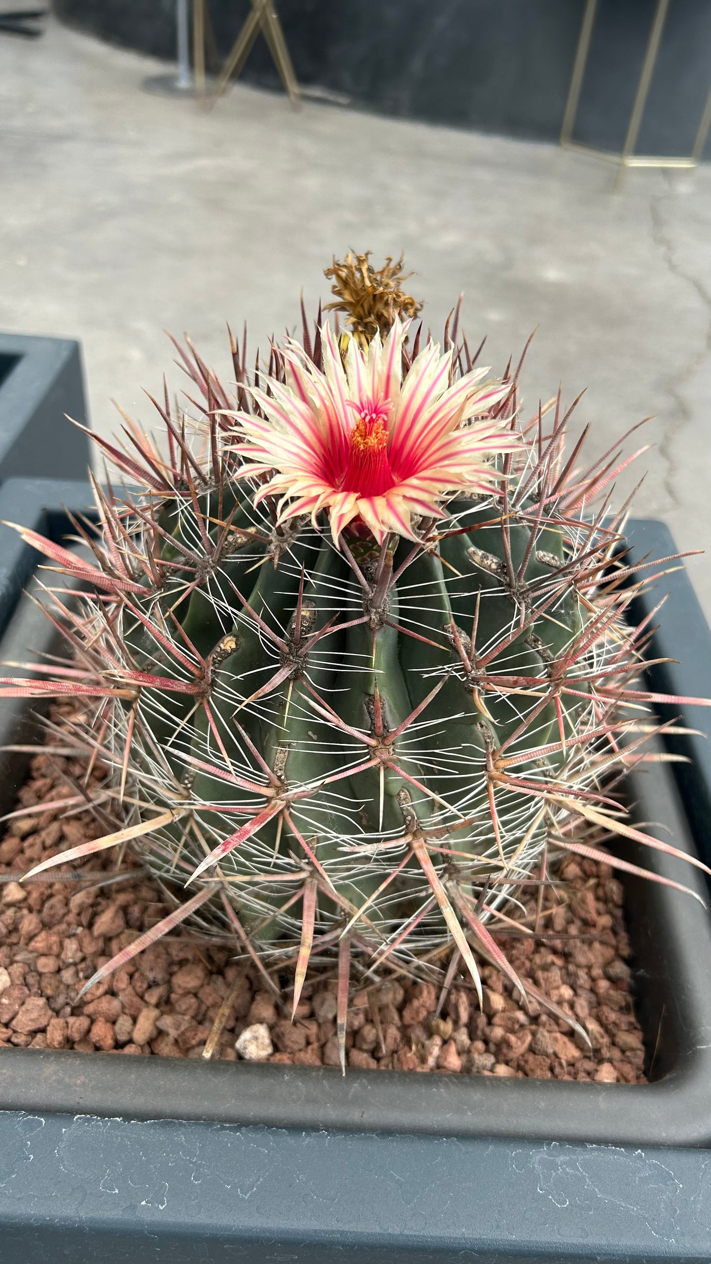 Ferocactus pilosus (stainesii)