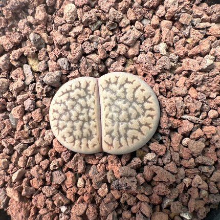 Lithops halli var. halli C050
