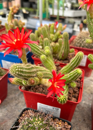 Lobivia silvestrii