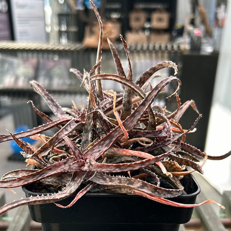 Aloe Fleuretteana