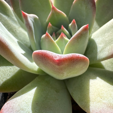 Echeveria colorata f. brandtii | Echeveria Nácar de Rubí