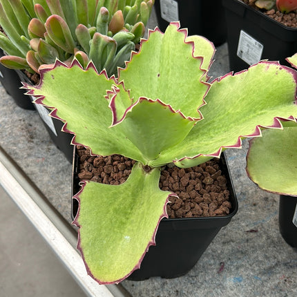 kalanchoe synsepala