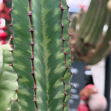 Euphorbia confinalis
