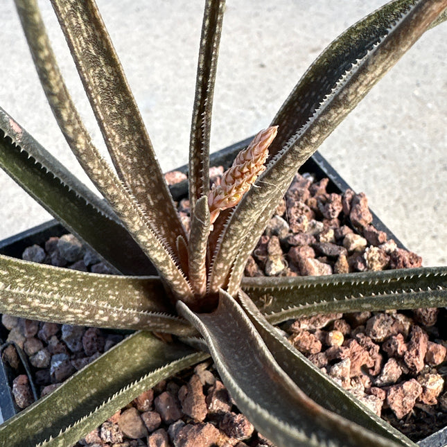 Aloe albiflora | Campana blanca de Madagascar