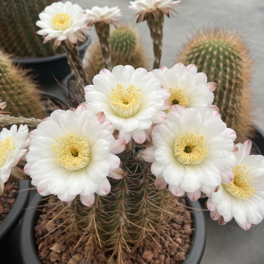 Lobivia leucantha