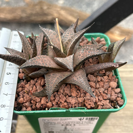Haworthiopsis tessellata var. tessellata IB4371