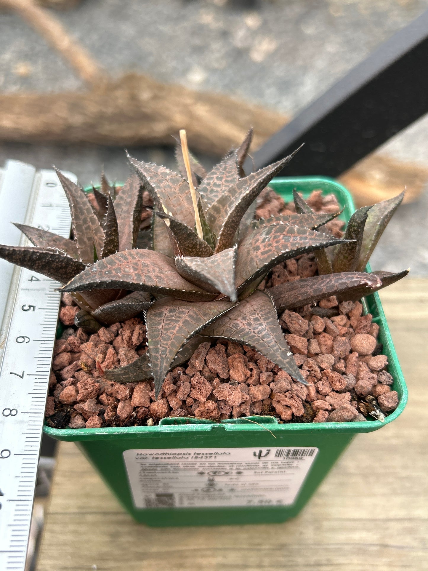 Haworthiopsis tessellata var. tessellata IB4371