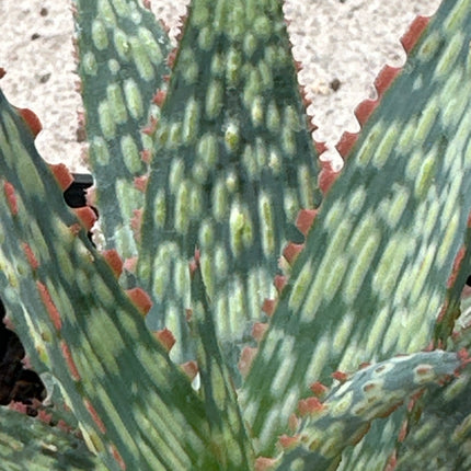 Aloe 'Orange Marmalade’ | Aloe 'Red' Aloe híbrido KG