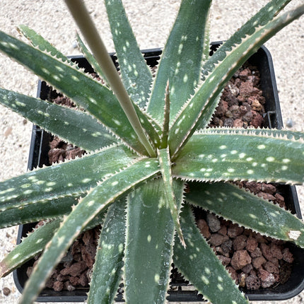 Aloe 'Caramba’ | Aloe híbrido  John Bleck