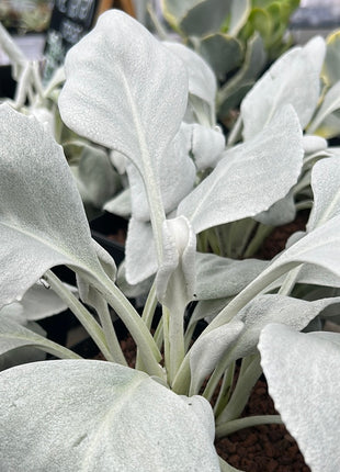 Senecio candicans “Alas de Ángel”