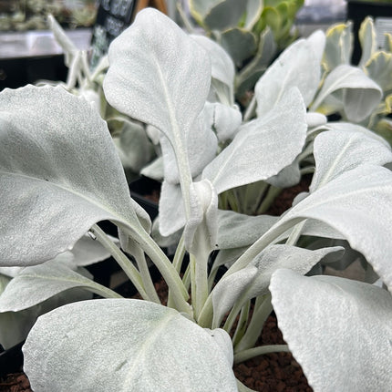 Senecio candicans 'Angel Wings'