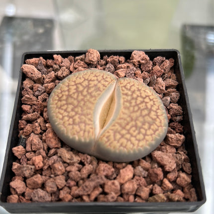 Lithops villetii