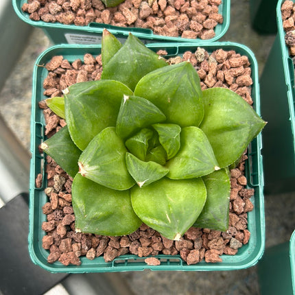 Haworthia 'Cuspitata'