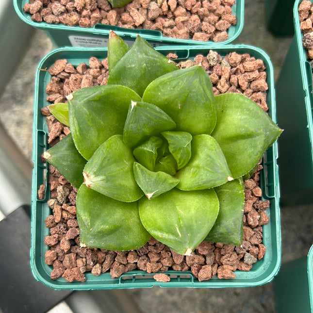 Haworthia 'Cuspitata'