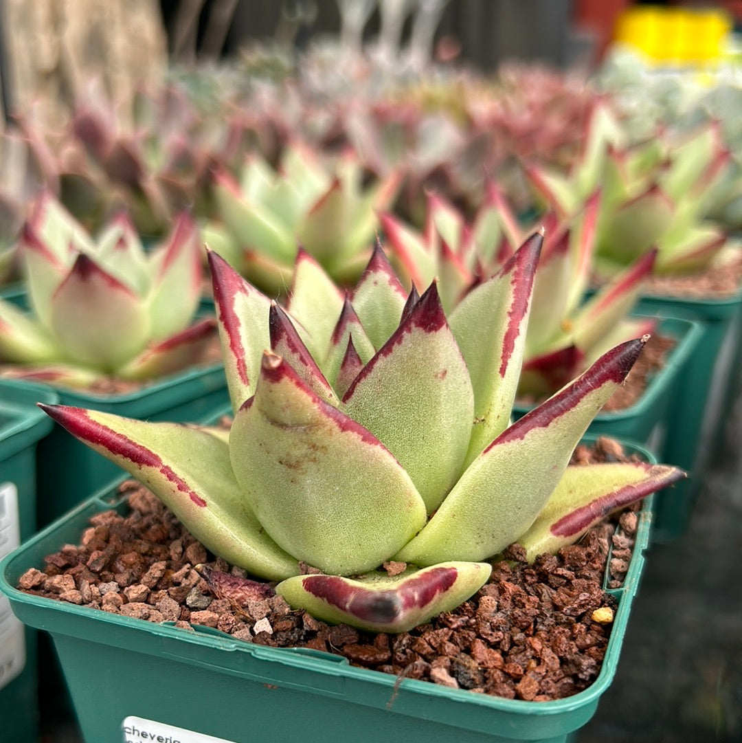 Echeveria agavoides 'Red Edge'